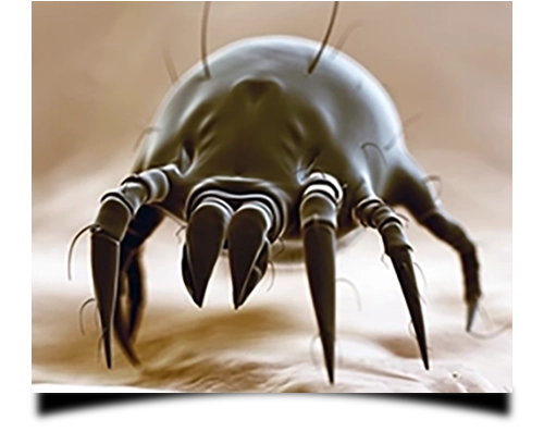 Remove dust mites Sydney, Central Coast, Newcastle